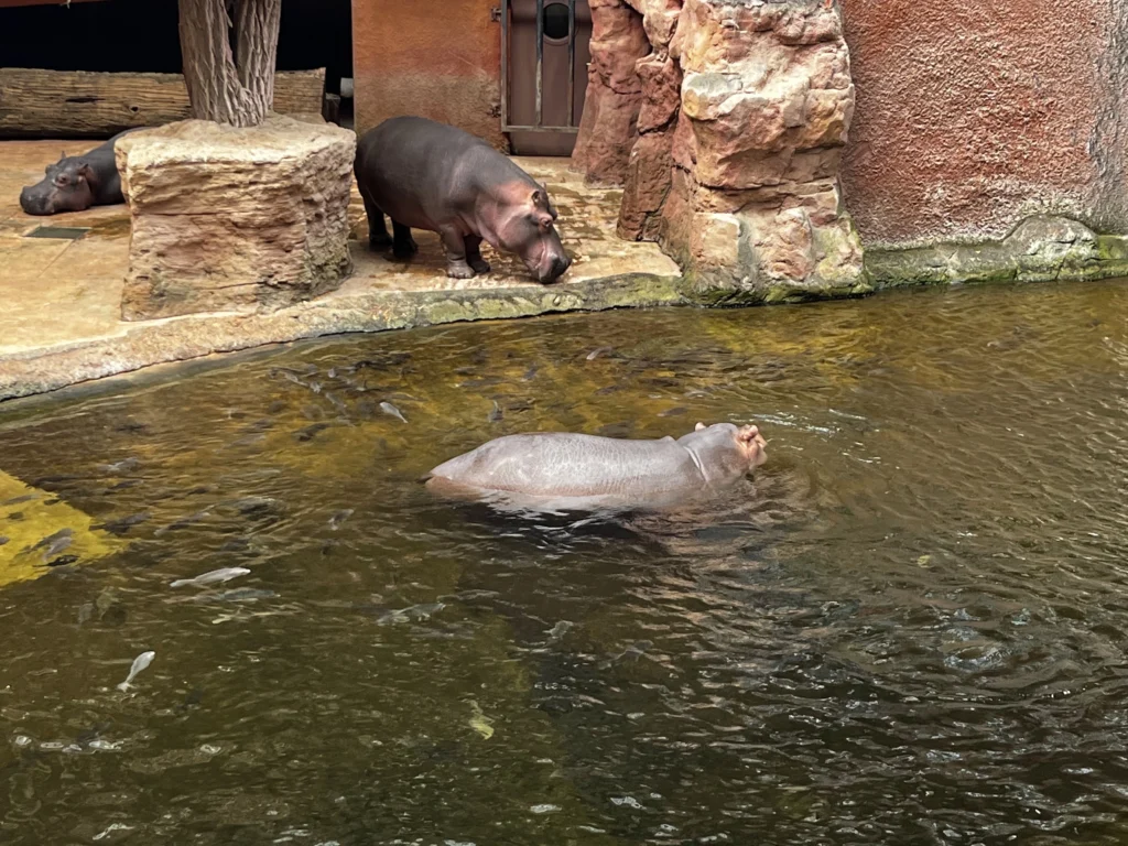 Afrykarium hipopotamy w ZOO