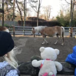 koń w zoo
