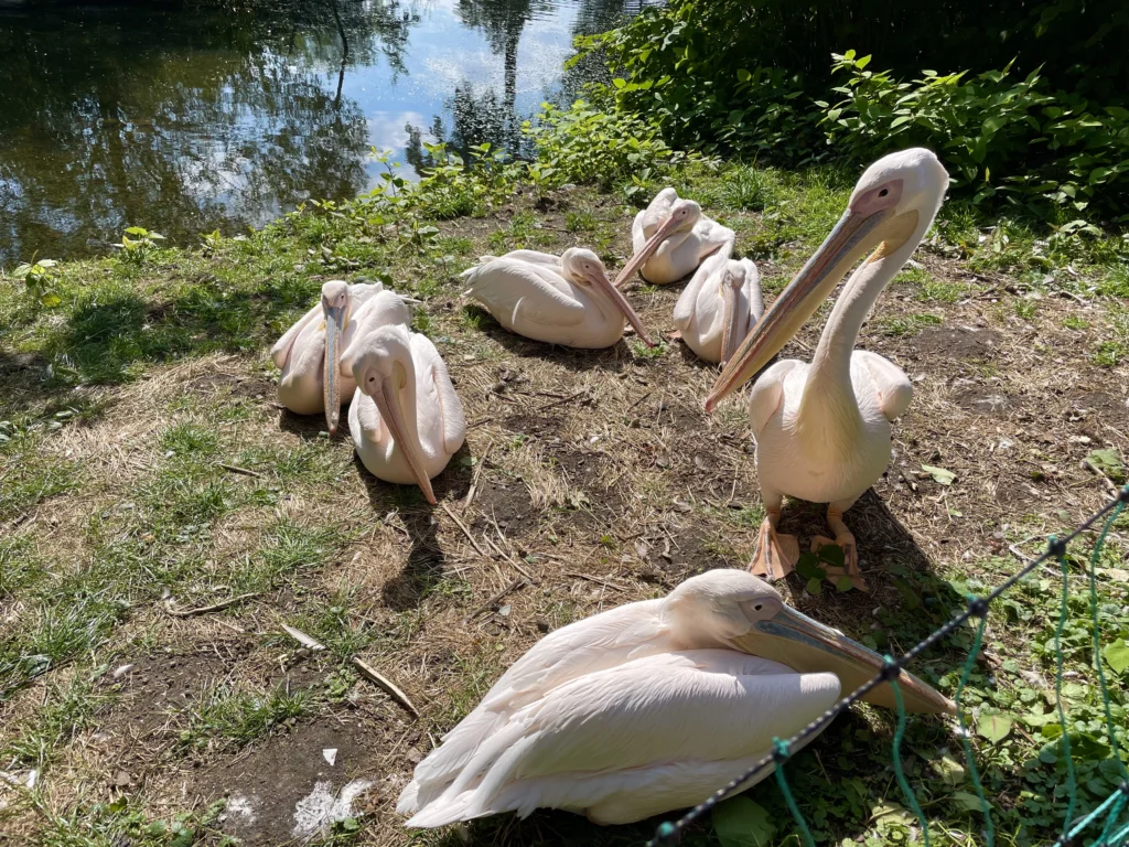 pelikany w zoo