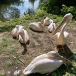 pelikany w zoo