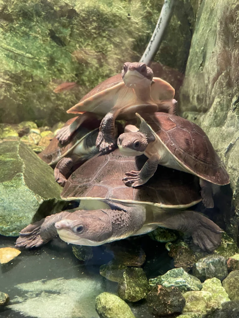 żółwie w zoo