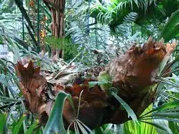 Łódź palmiarnia