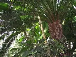 Łódź palmiarnia