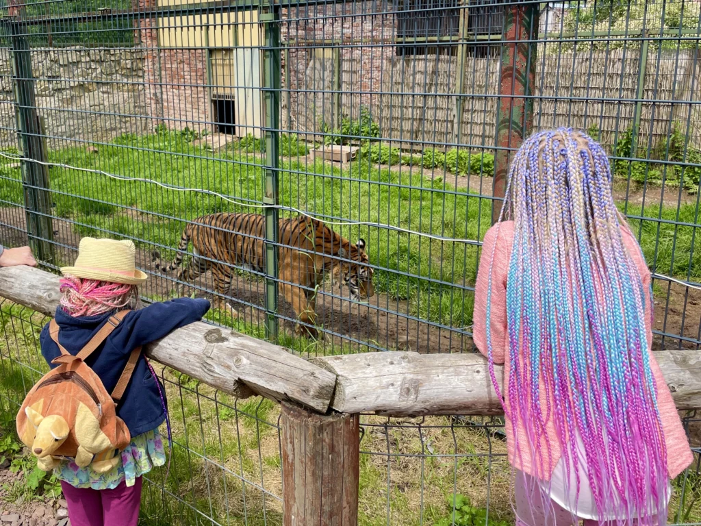 dzieci patrzą na tygrysa